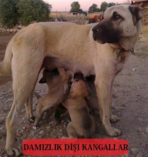Dişi Kangal köpeği