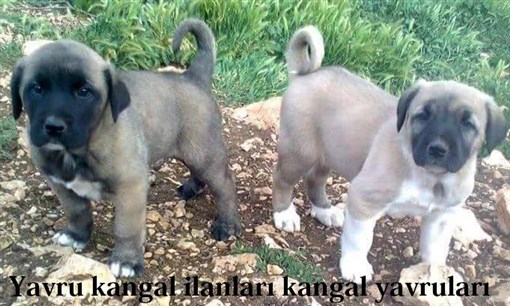 satılık yavru kangal köpekleri