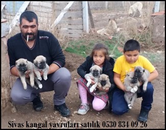 Kangal yavruları fiyatları 2019