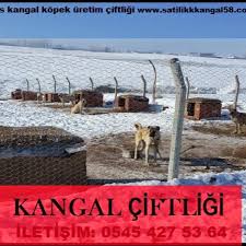 Altınyayla Sivas kangal çiftliği